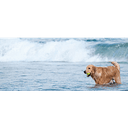 Carrington Animal Hospital logo