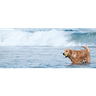 Carrington Animal Hospital logo