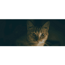 Martin Veterinary Hospital logo