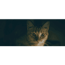 Martin Veterinary Hospital logo