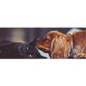 Riverside Small Animal Hospital logo
