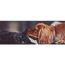 Riverside Small Animal Hospital logo